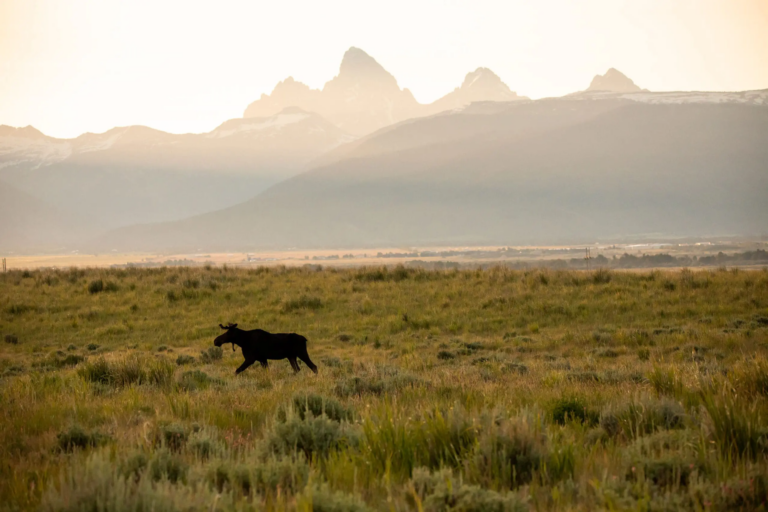 Grand Teton National Park near Tributary