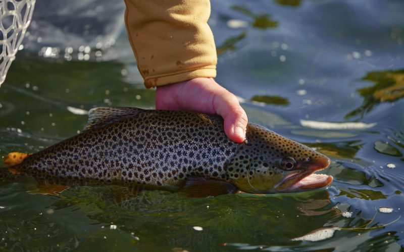 NT_Tributary_South Fork Snake River_Web 3000px_0215