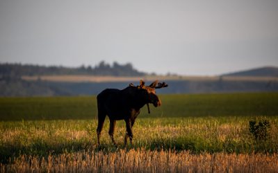 Wildlife - Young Bull Moose Wide Shot - Teton Valley Idaho - Tributary